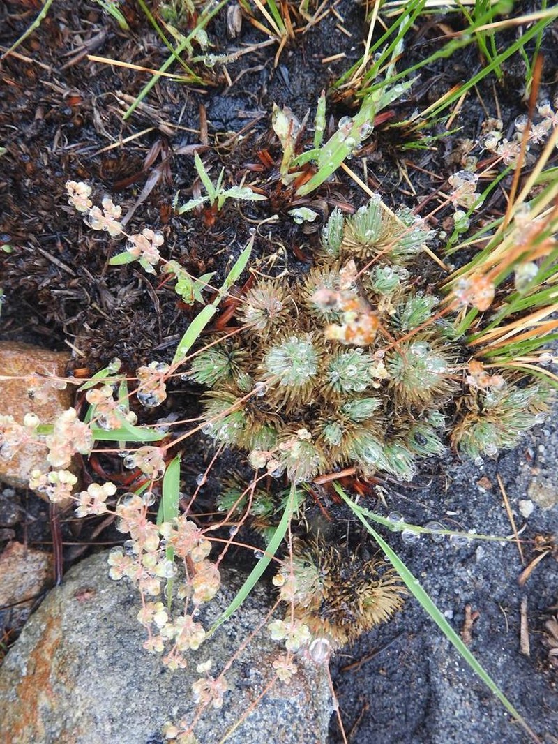 Psammotropha mucronata photo 3