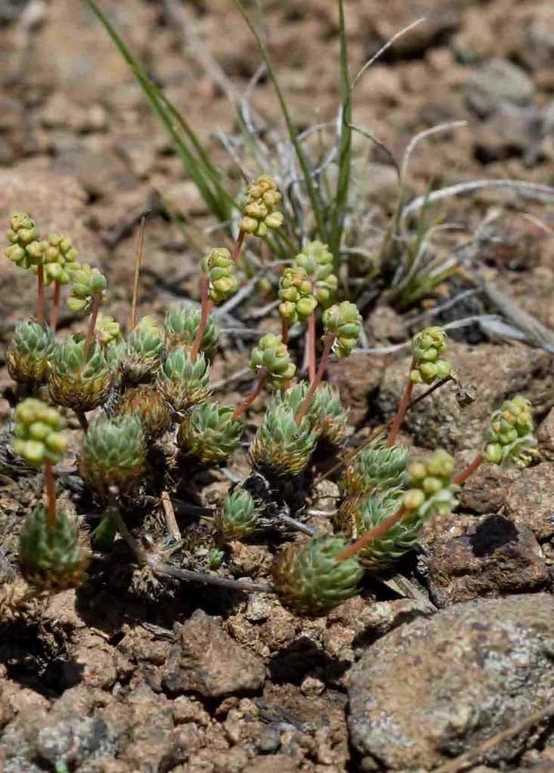 Psammotropha mucronata photo 4