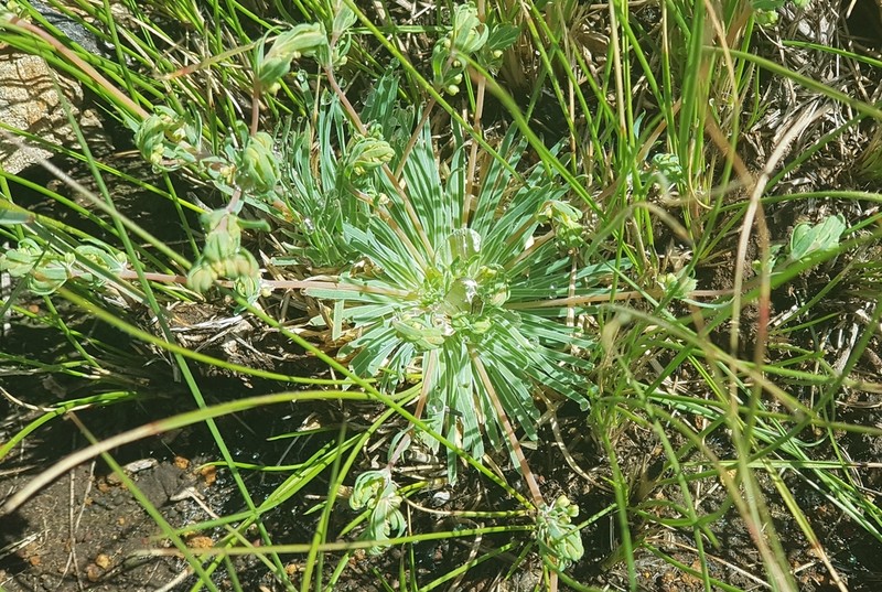 Psammotropha mucronata photo 5