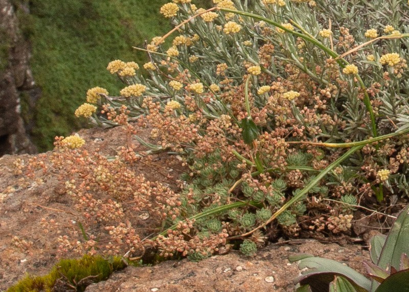 Psammotropha mucronata photo 6