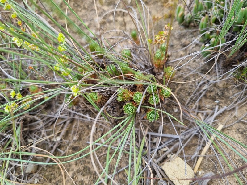 Psammotropha mucronata photo 7