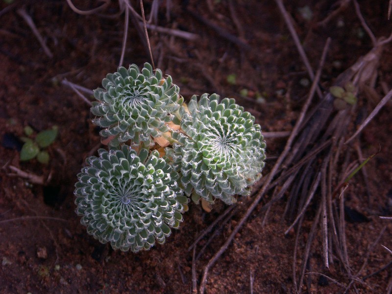 Psammotropha mucronata photo 8