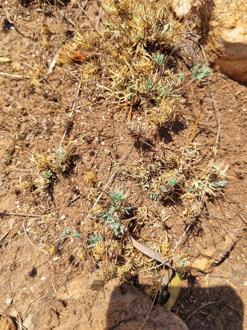 Psammotropha mucronata var. foliosa