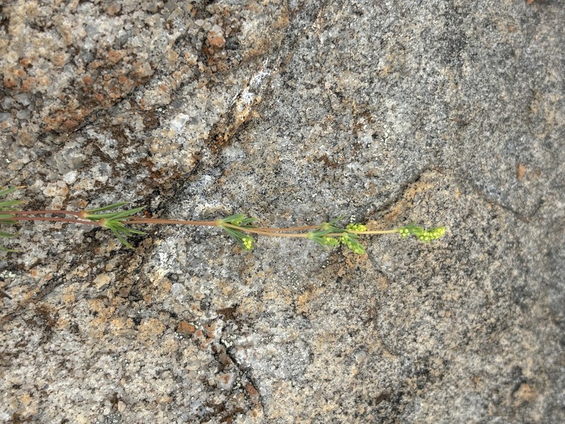 Psammotropha mucronata var. foliosa photo 2