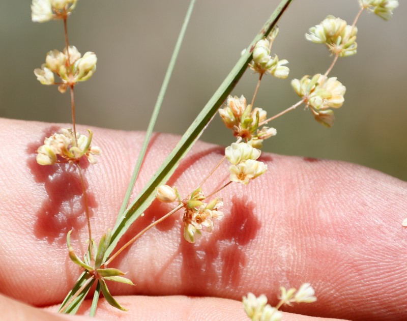 Psammotropha mucronata var. foliosa photo 3