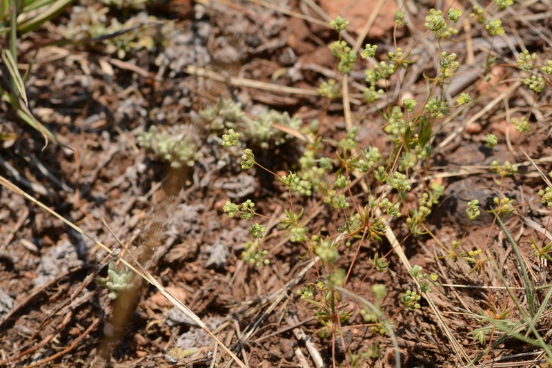 Psammotropha mucronata var. foliosa photo 4
