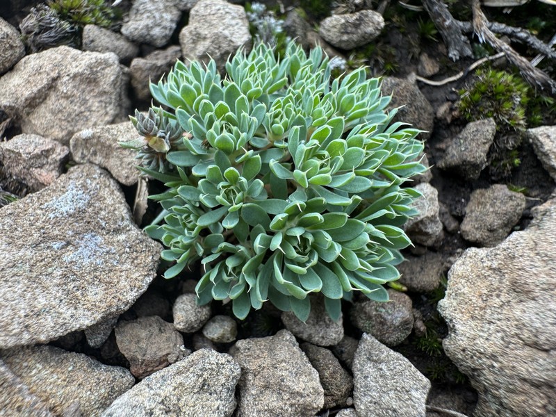 Psammotropha mucronata var. mucronata