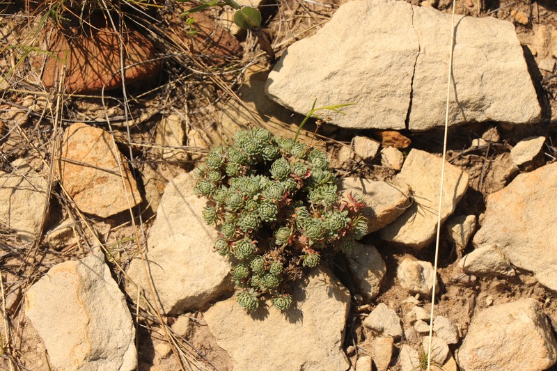 Psammotropha mucronata var. mucronata photo 2
