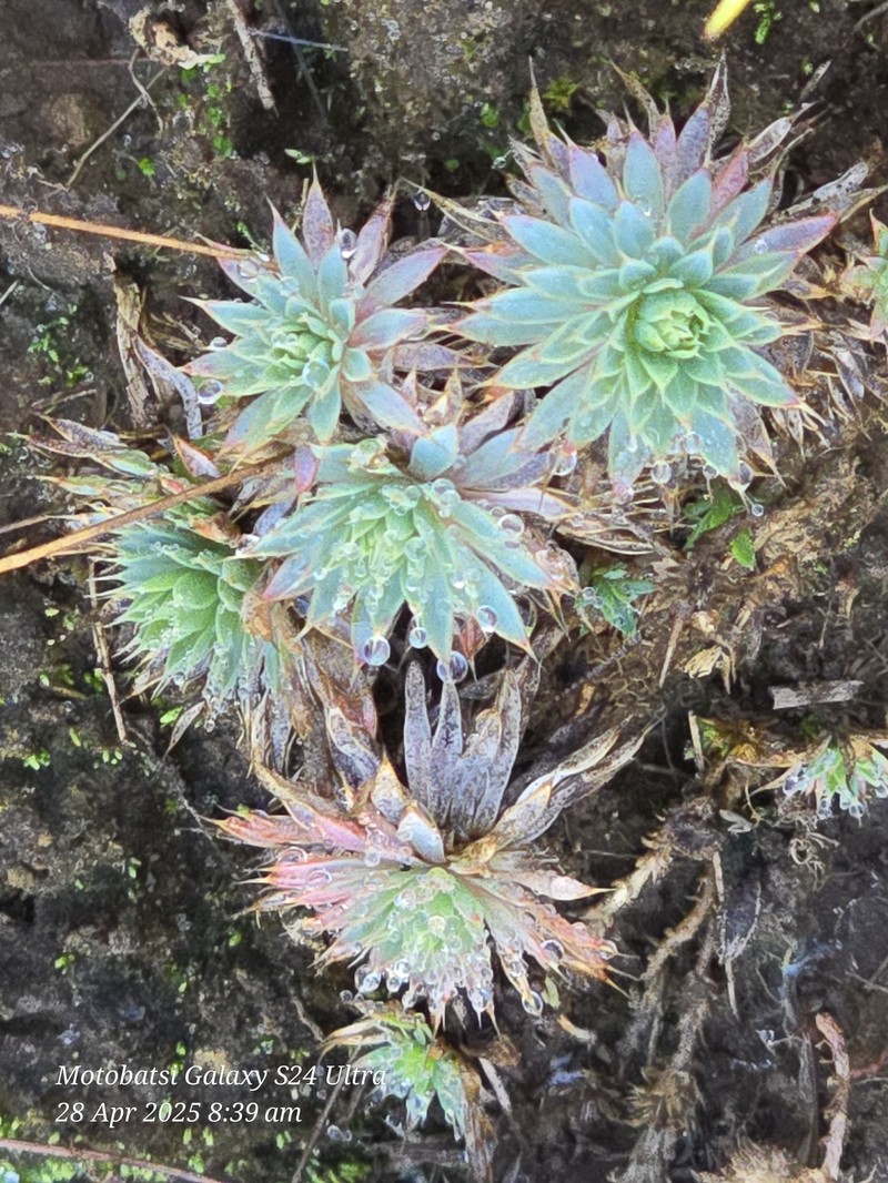 Psammotropha mucronata var. mucronata photo 3