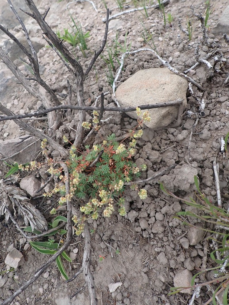 Psammotropha mucronata var. mucronata photo 4