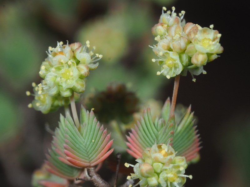 Psammotropha quadrangularis