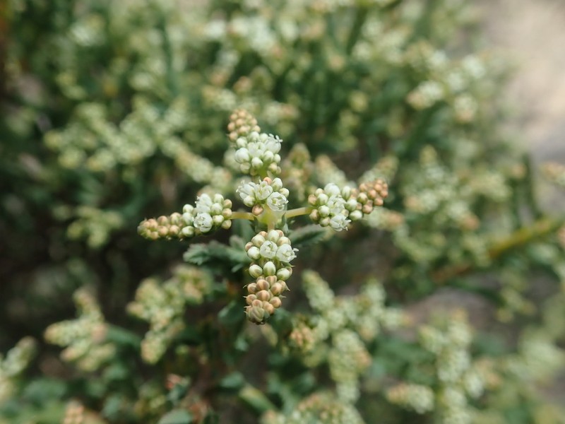 Psammotropha quadrangularis photo 2