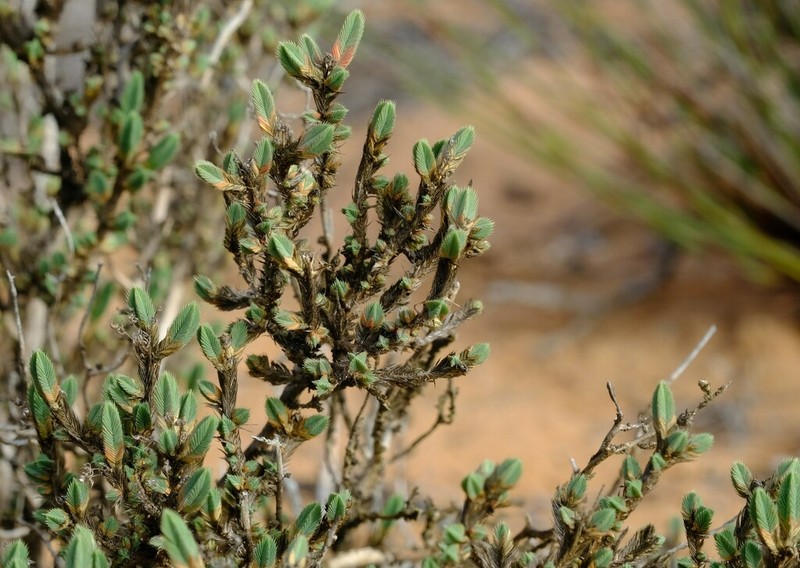 Psammotropha quadrangularis photo 3