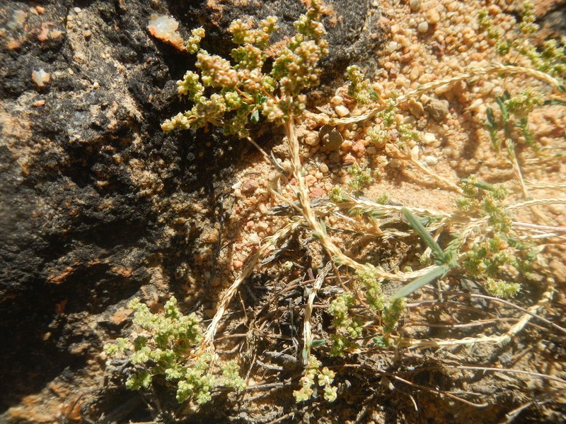 Psammotropha quadrangularis photo 4