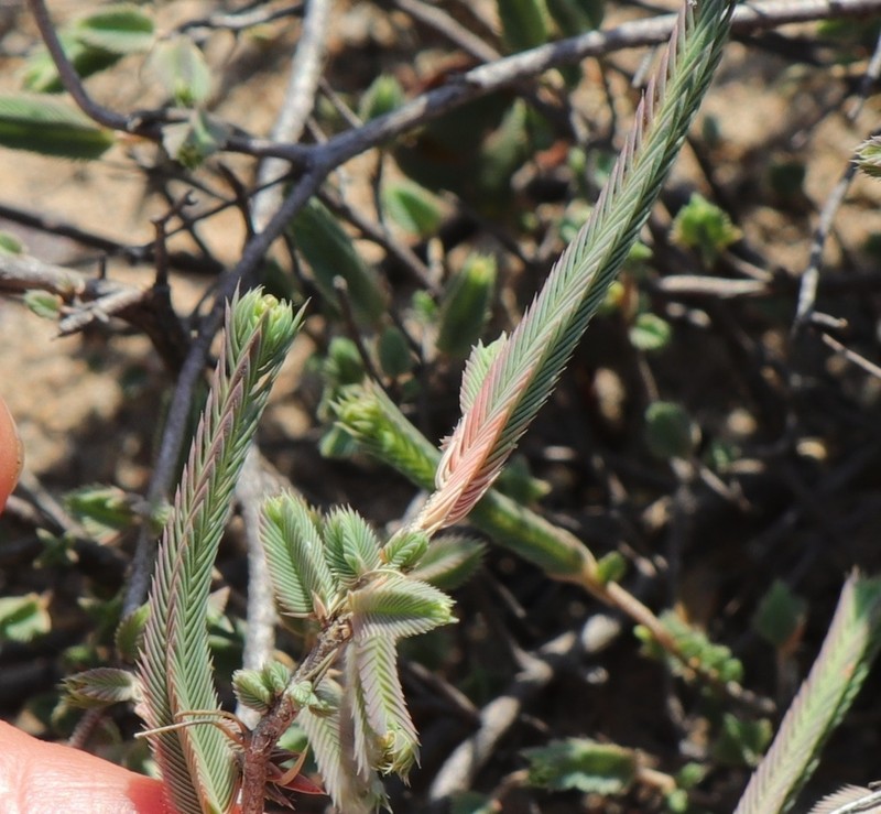 Psammotropha quadrangularis photo 5