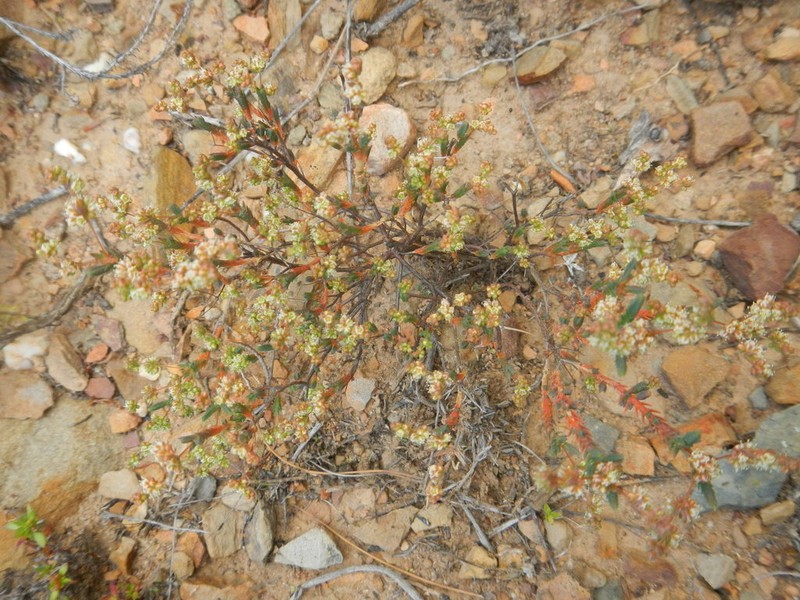 Psammotropha quadrangularis photo 6