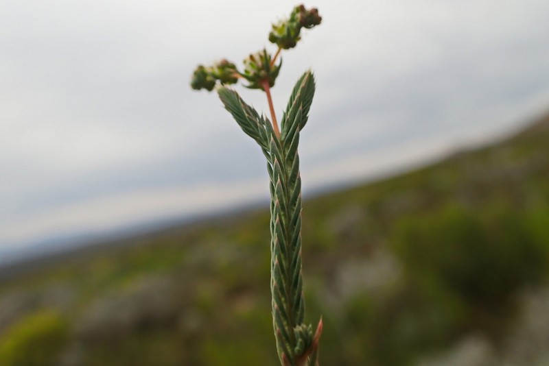 Psammotropha quadrangularis photo 7