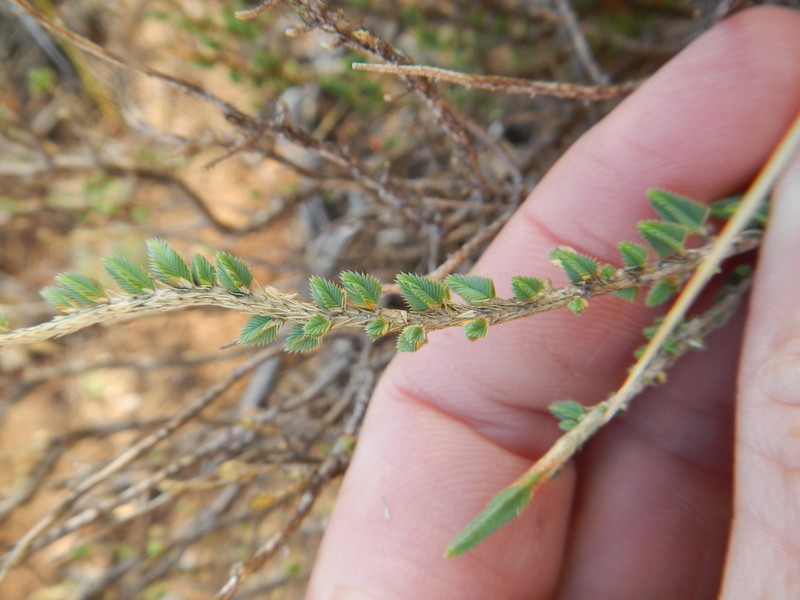 Psammotropha quadrangularis photo 8
