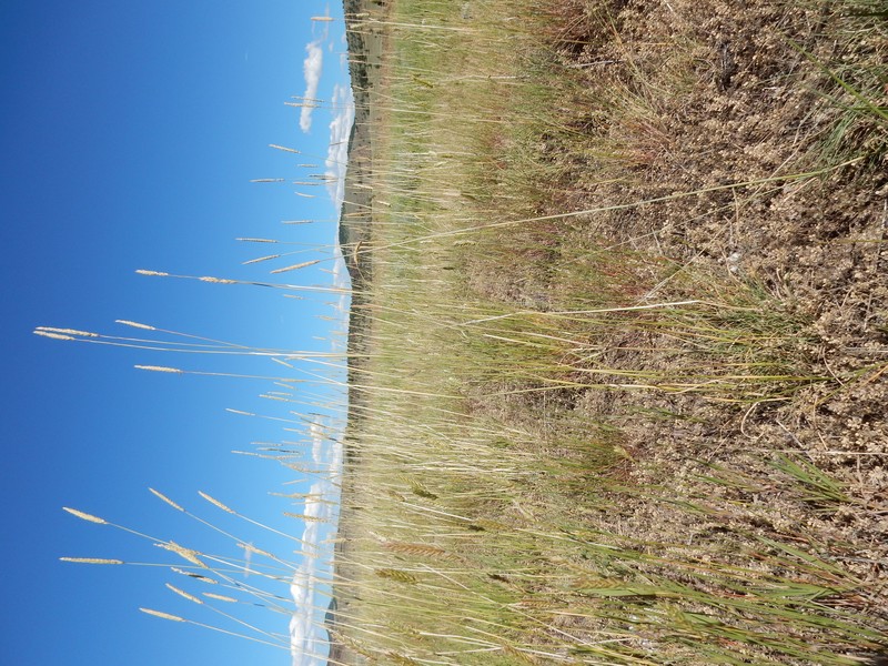 Russian Wildrye photo 5