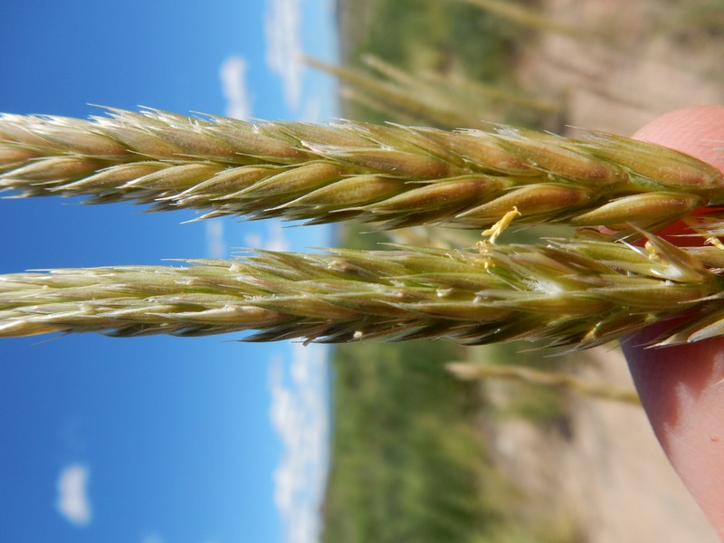 Russian Wildrye photo 2