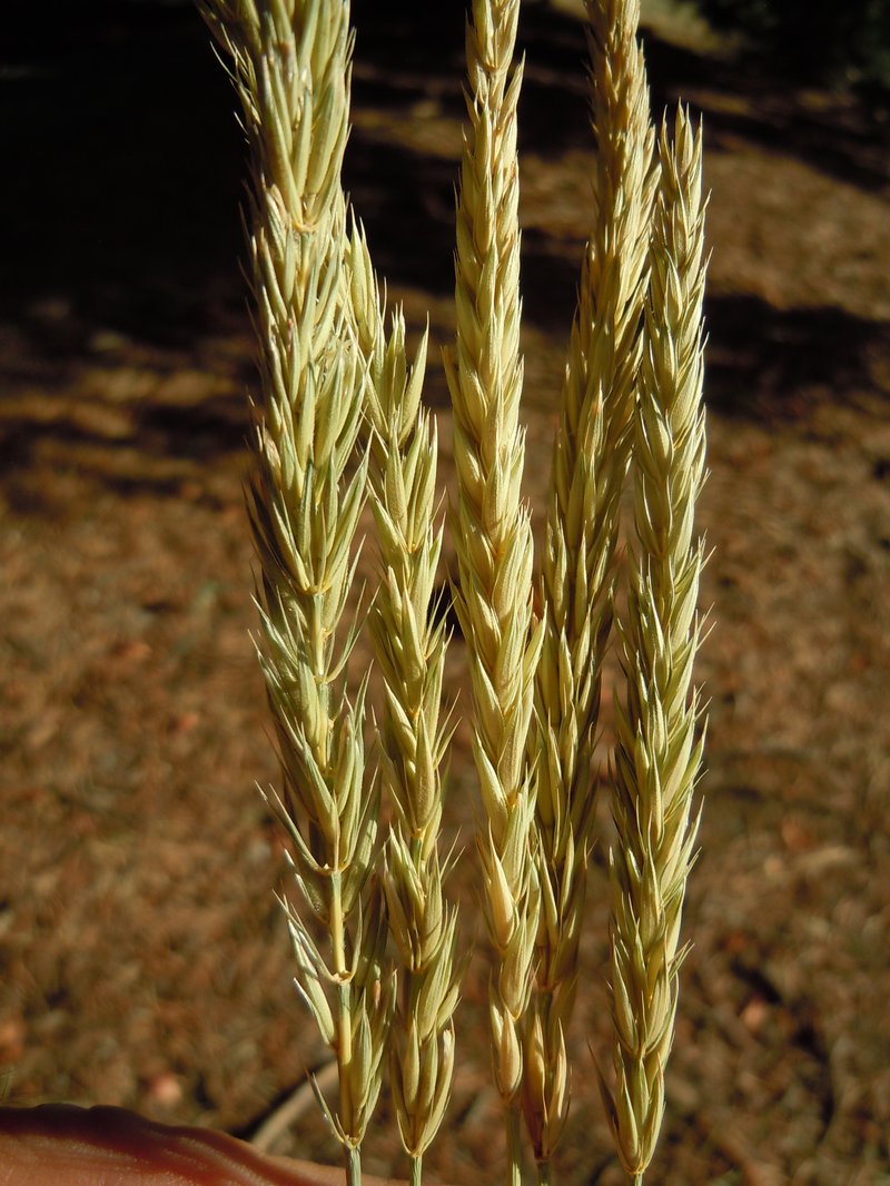 Russian Wildrye photo 8