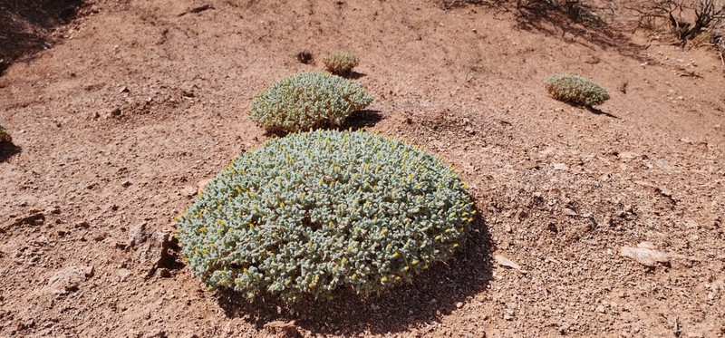 Hairybeast Turtleback photo 2