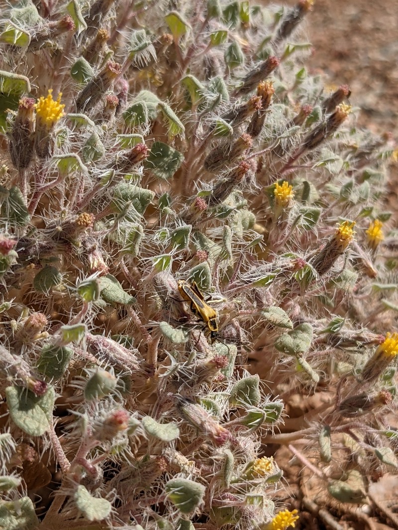 Hairybeast Turtleback photo 4
