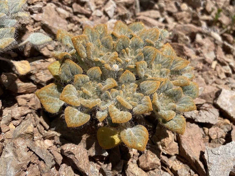 Hairybeast Turtleback photo 5