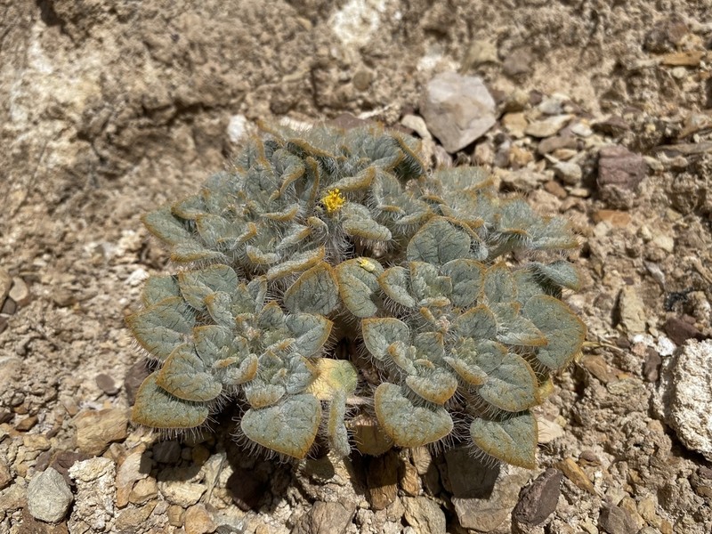 Hairybeast Turtleback photo 8