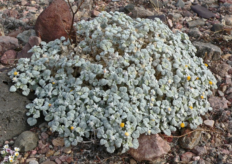 Velvet Turtleback photo 2