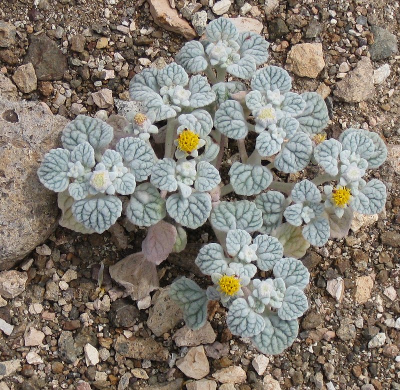 Velvet Turtleback photo 8