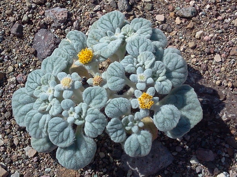Velvet Turtleback photo 4