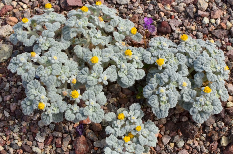 Velvet Turtleback photo 5