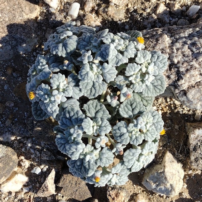 Velvet Turtleback photo 6