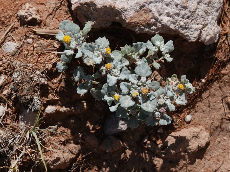 Velvet Turtleback photo 7