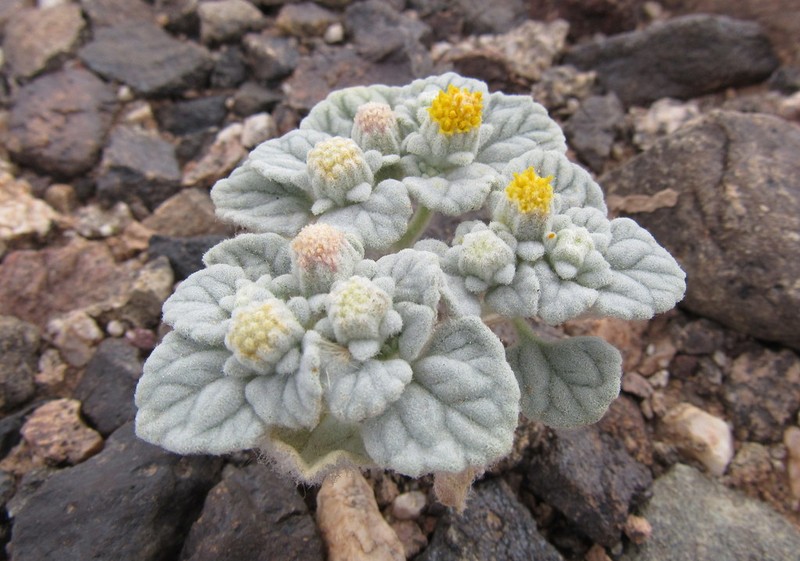 Velvet Turtleback photo 8