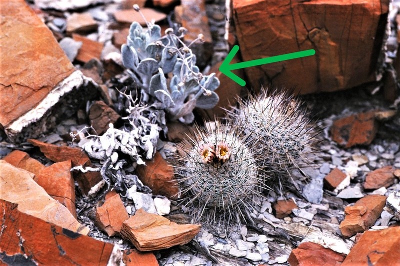 Psathyrotopsis hintoniorum