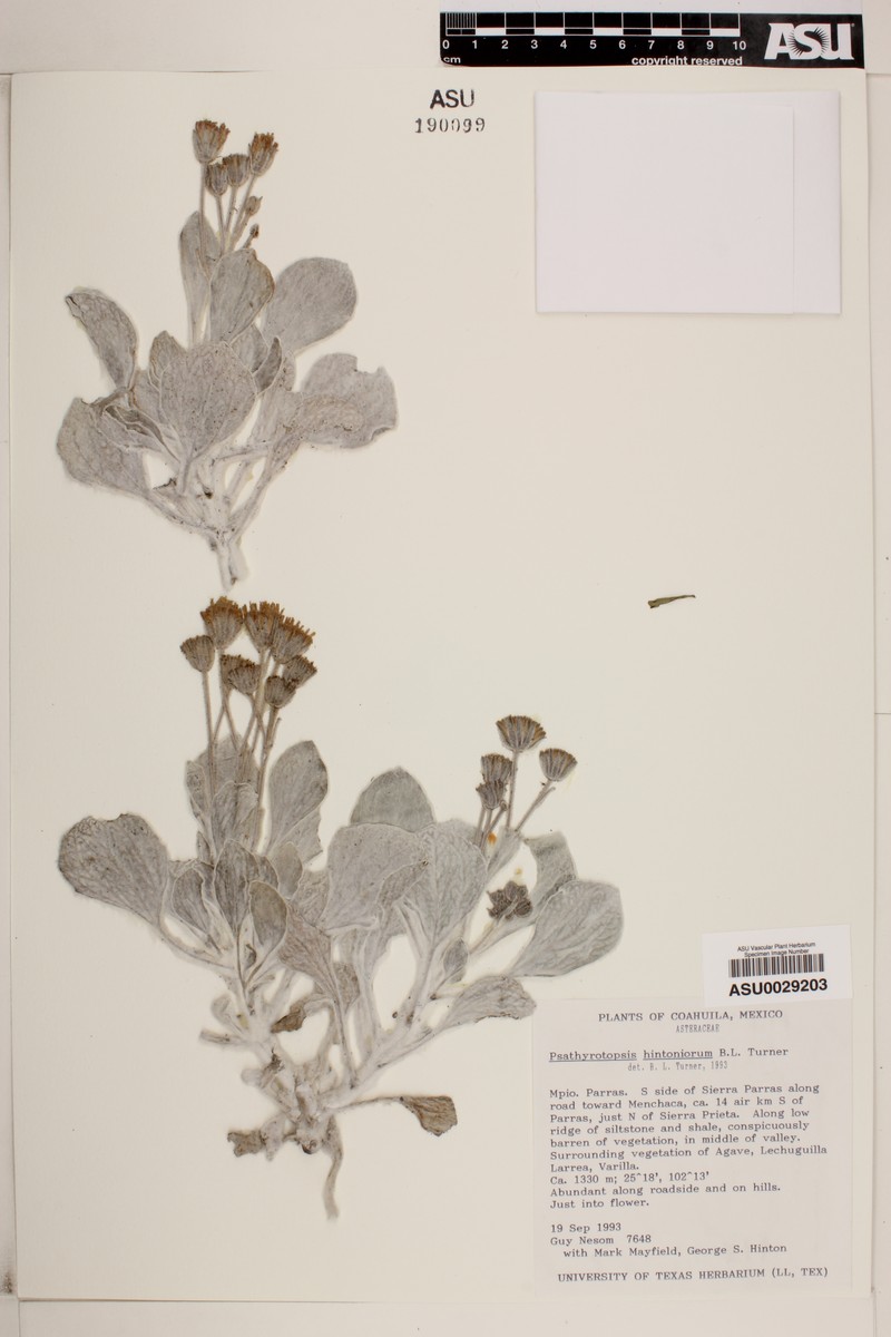 Psathyrotopsis hintoniorum photo 2