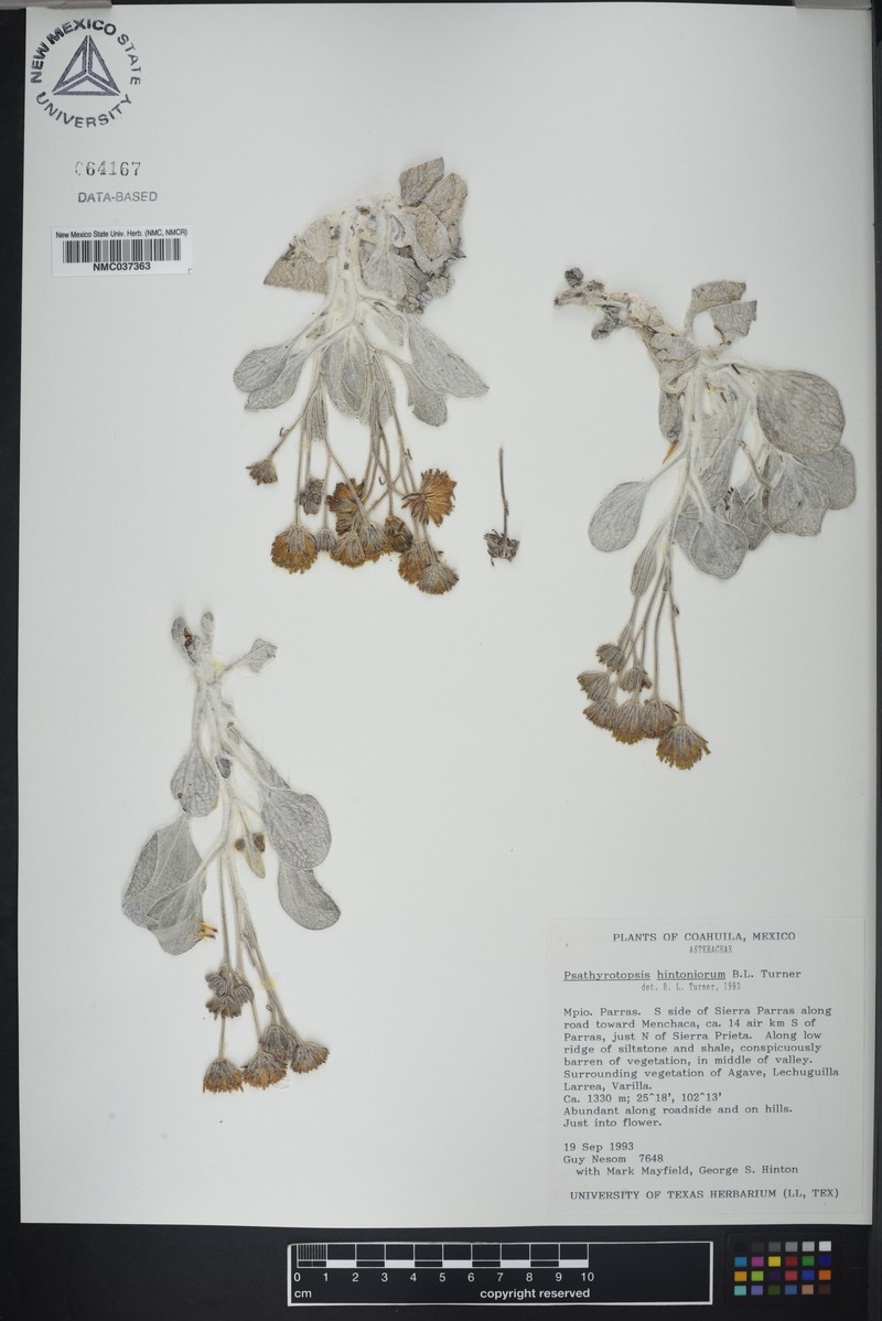 Psathyrotopsis hintoniorum photo 3