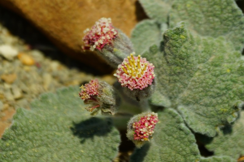 Psathyrotopsis purpusii photo 2