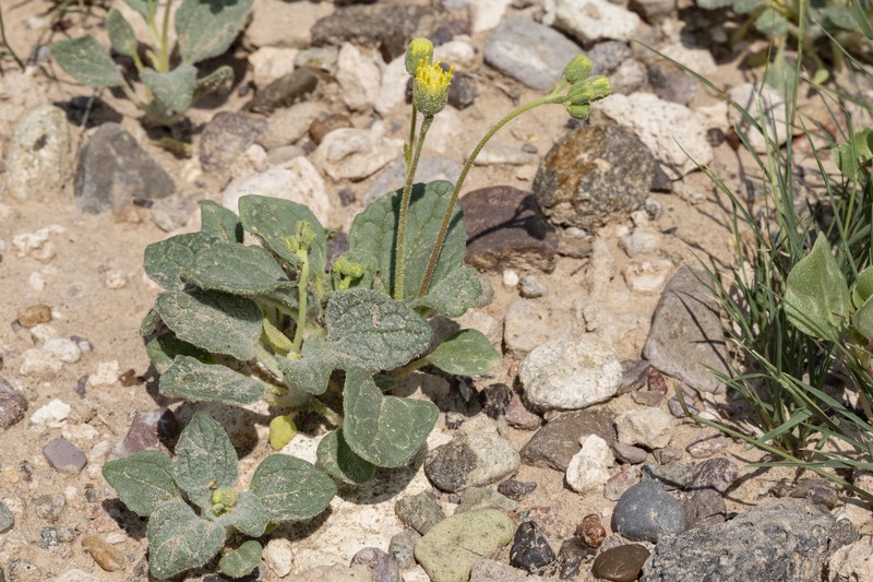 Naked Turtleback photo 4
