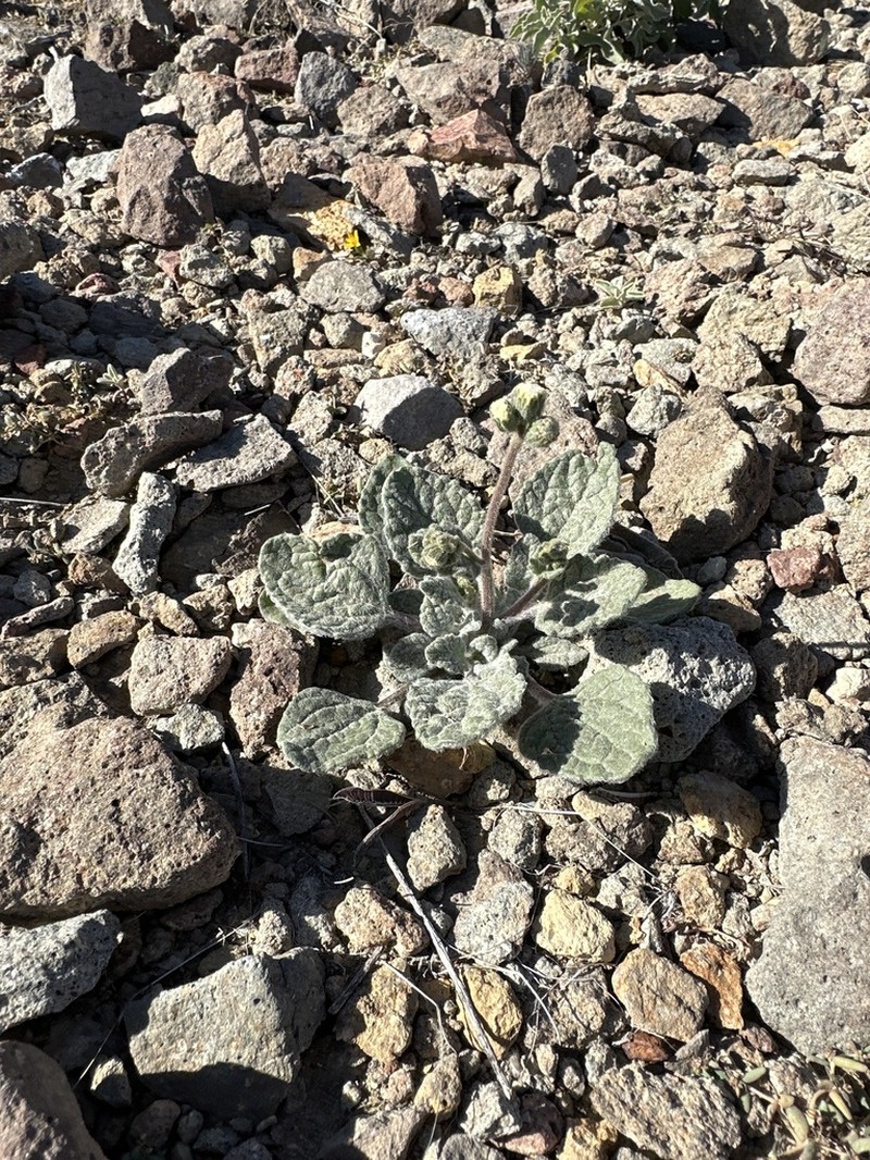 Naked Turtleback photo 4