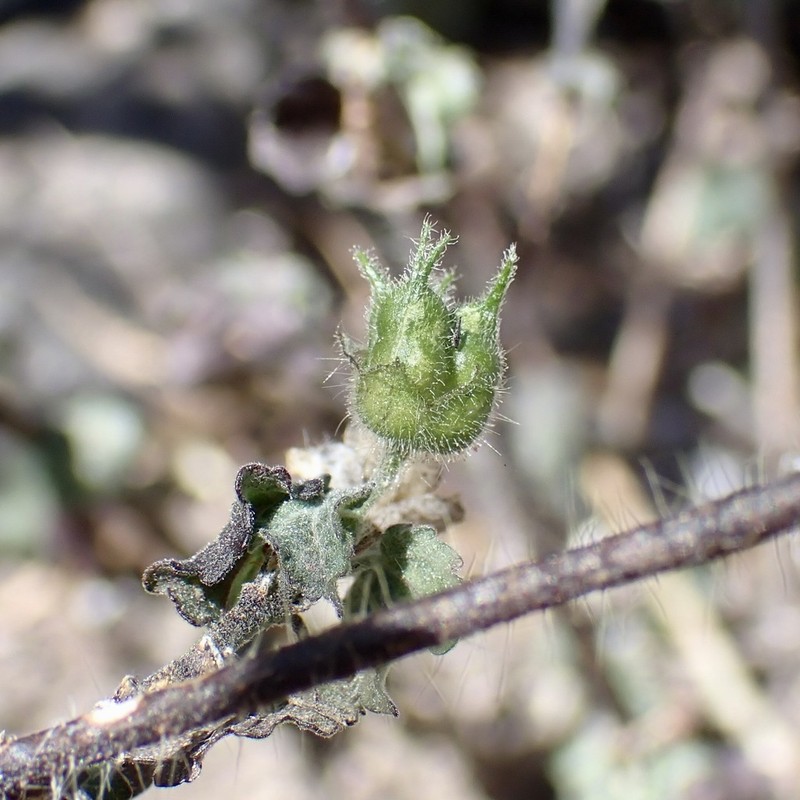 Thurber's Indian Mallow