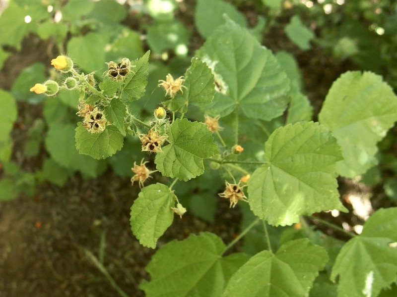 Thurber's Indian Mallow photo 2