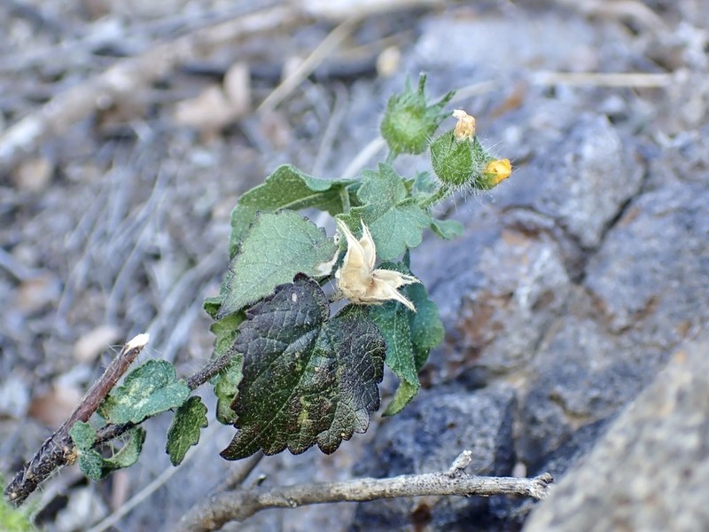 Thurber's Indian Mallow photo 3
