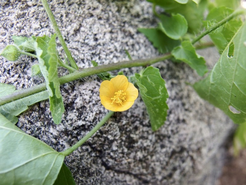 Thurber's Indian Mallow photo 4