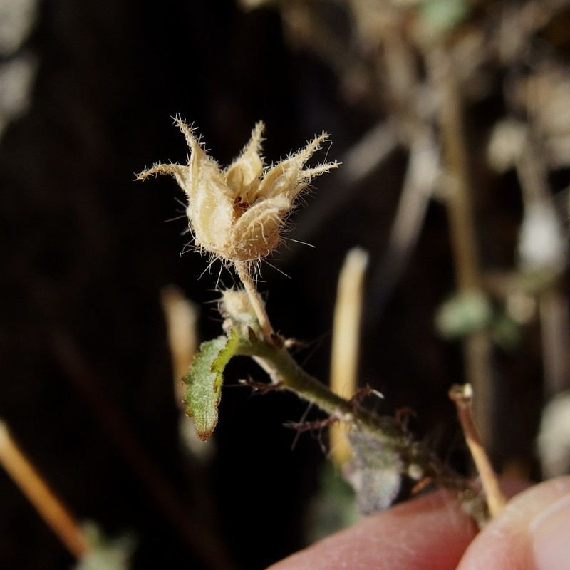 Thurber's Indian Mallow photo 5
