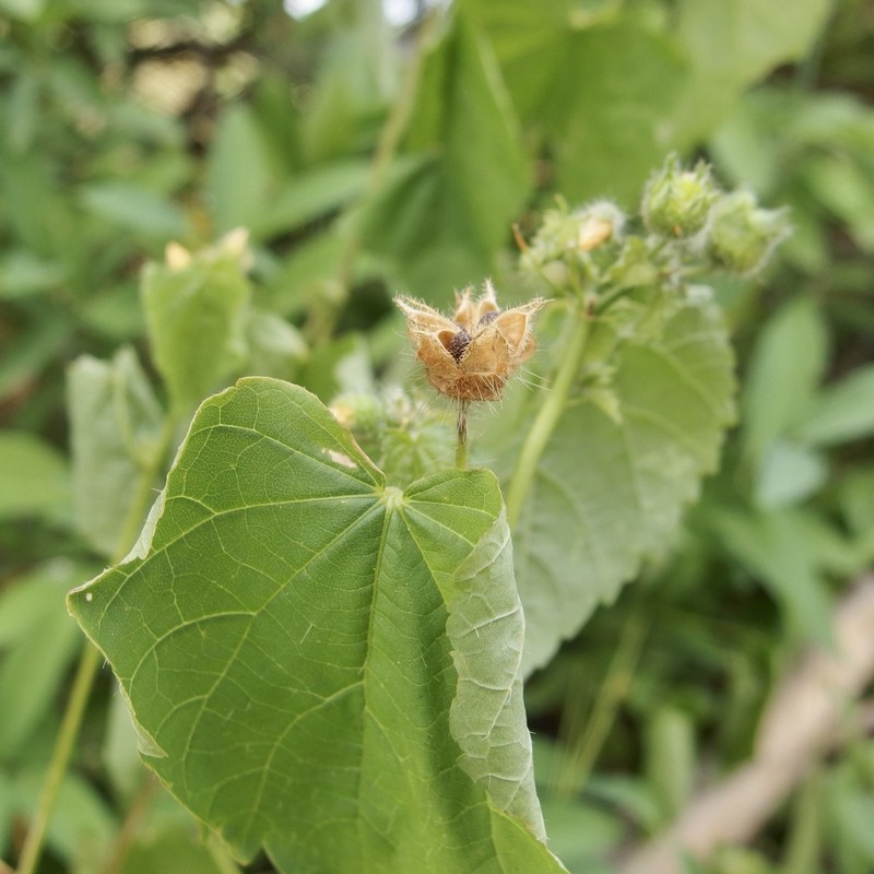 Thurber's Indian Mallow photo 6