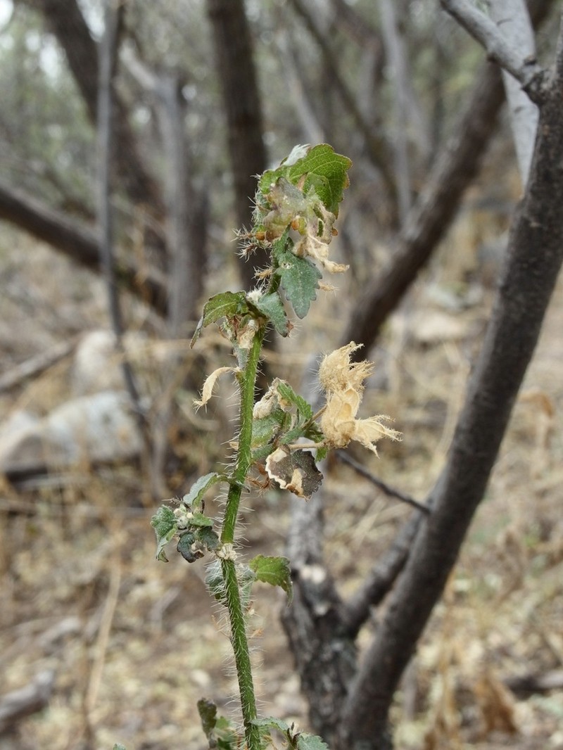 Thurber's Indian Mallow photo 7