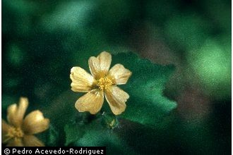 Umbrella Indian Mallow